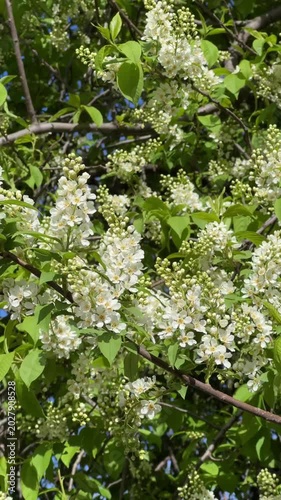 Close-up of a bird cherry blossom on a spring tree background. Vertical 4K footage