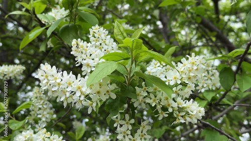 Close-up of a bird cherry blossom on a spring tree background. 4K footage