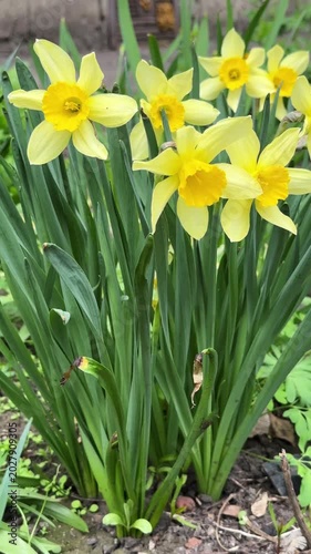 Yellow daffodils in a flowerbed, close-up. Vertical 4K footage