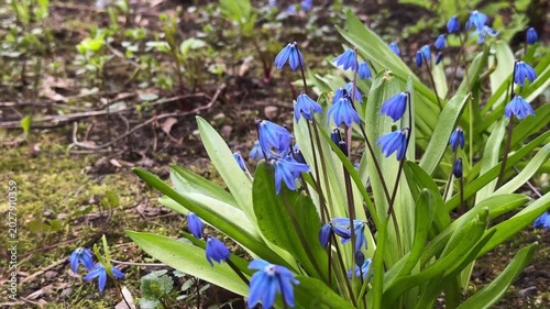 Bluebells - a bush of scilla on a lawn, close-up. 4K footage