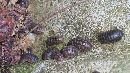 

Close-up of a colony of pill bugs sheltering from the rain in a wall crevice,#001
담벼락 틈새 구멍에 모여 비를 피하고 있는 공벌레 무리 클로즈업 영상 #001


 