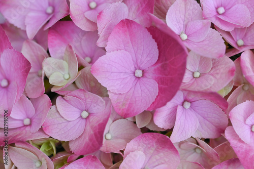 Close-up of soft pink hydrangea blossoms in full bloom, captured in natural light, highlighting delicate petals.