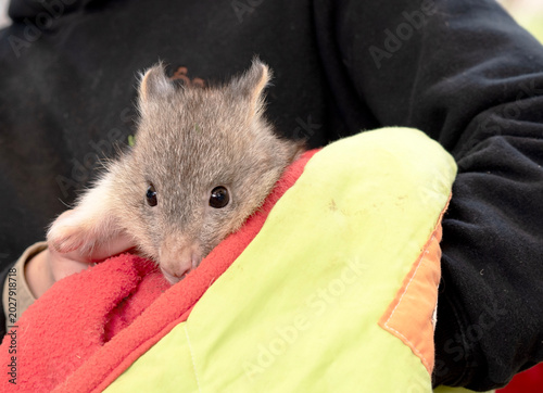 Foto this is a close up of a joey possum