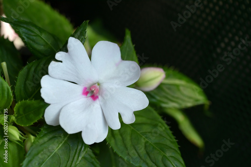 A detailed close-up of a pure white Impatiens flower in full bloom, surrounded by its textured green leaves.