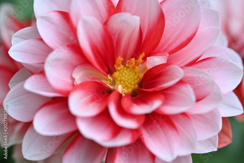 Macro close-up of a pink and red dahlia flower with soft layered petals and a vibrant yellow center, creating a delicate floral background with dreamy detail.