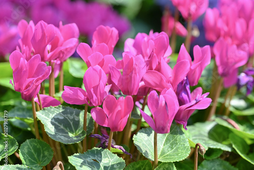 Close-up of vivid pink cyclamen flowers in sunlight, with lush green leaves and blurred background, capturing delicate petals and a fresh spring garden atmosphere.