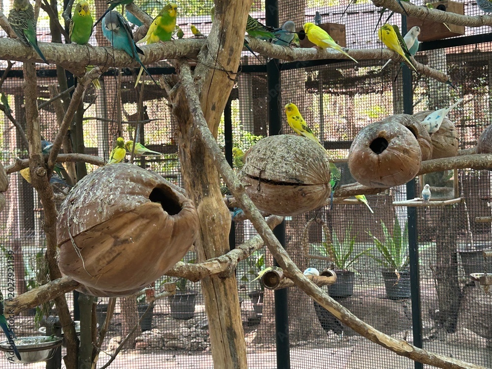 Obraz premium animal, tree, wildlife, australia, bear, forest, branch, baby, zoo, bird, cute, jungle, green