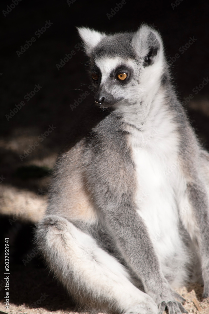 Fototapeta premium The Ring-tailed lemur backs is grey with grey limbs and dark grey heads and necks. They have long striped tails.