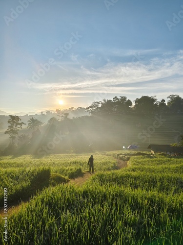 Tableau sur toile man in the ricefield with sunlight in the background