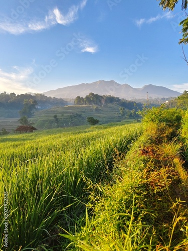 Photos rice field and blue sky