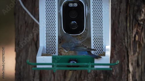 Bluebird eats from a feeder