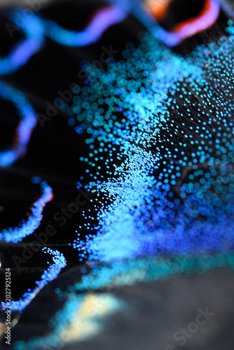 ミヤマカラスアゲハの翅の拡大マクロ（抽象的な自然のテクスチャ） / Close-up macro of Miyama Crow Swallowtail butterfly wing, abstract nature texture (Papilio maackii)