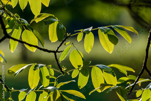 leaves in the sun