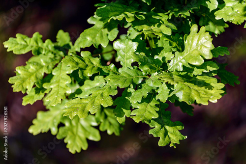 leaves in the sun