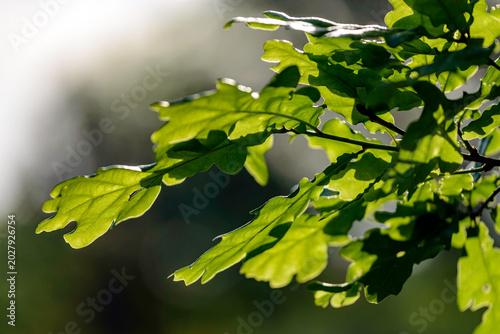 leaves in the sun
