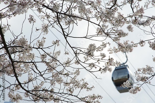 Cable car cabin passing behind branches of flowering cherry trees against a bright overcast sky with support cables visible