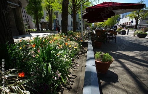Colorful spring flowers line a sunlit city