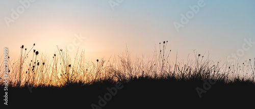 Cuadro en lienzo Wild grass silhouettes rising against a vibrant sunset sky, creating a serene an