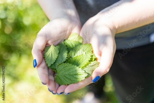 Canvas-taulu Female hands holding fresh lemon balm leaves outdoors in natural light