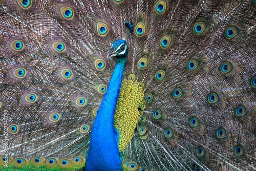 Indian Peafowl Displaying Vibrant Feathers in Sri Lanka National Park