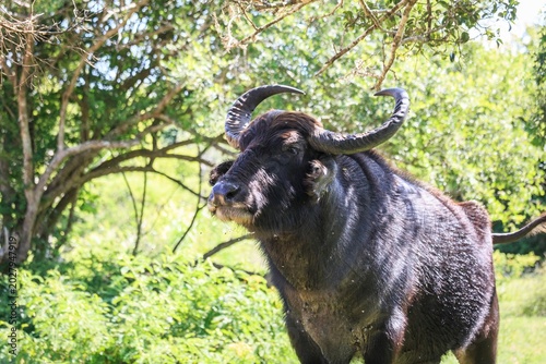 Wild Water Buffalo Close Up Portrait in Sri Lanka National Park