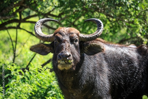 Wild Water Buffalo Close Up Portrait in Sri Lanka National Park