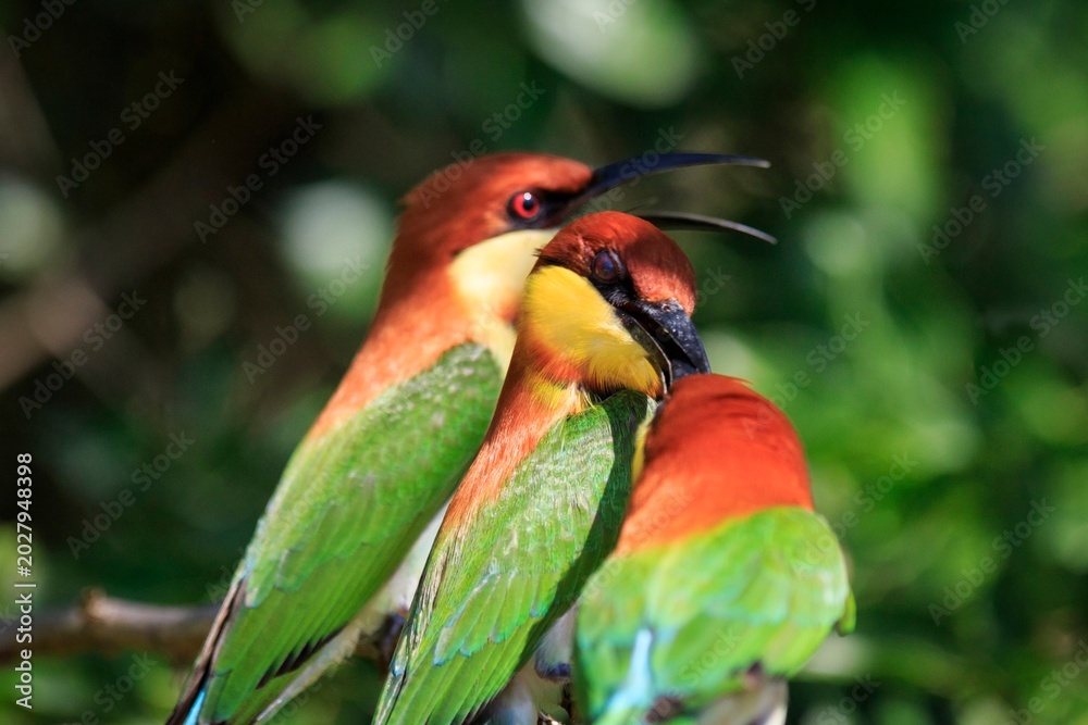 Fototapeta premium Chestnut-Headed Bee-Eaters Perched Together on a Branch in Sri Lanka