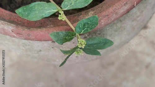Euphorbia hirta or patikan kebo (pill-bearing spurge, asthma plant, hairy spurge, garden spurge, or pillpod sandman). This plant is often used as a medicinal herb.