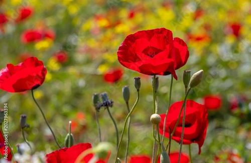 
Hyacinth (Papaver rhoeas) is a wild plant that grows naturally in meadows, pastures, and fields during the spring season. These photographs were taken in the Tigris Valley in Diyarbakır.