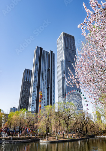 Changchun, China: Apricot Blossoms Amidst Skyscrapers and Amusement Park Scenery