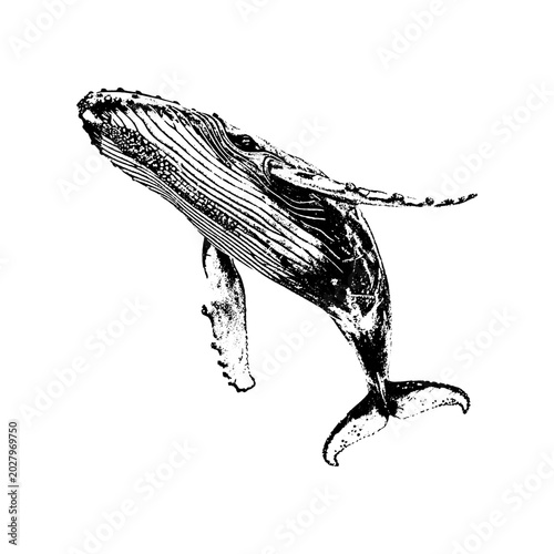 Photos Vintage humpback whale illustration with wildlife creature underwater flippers b