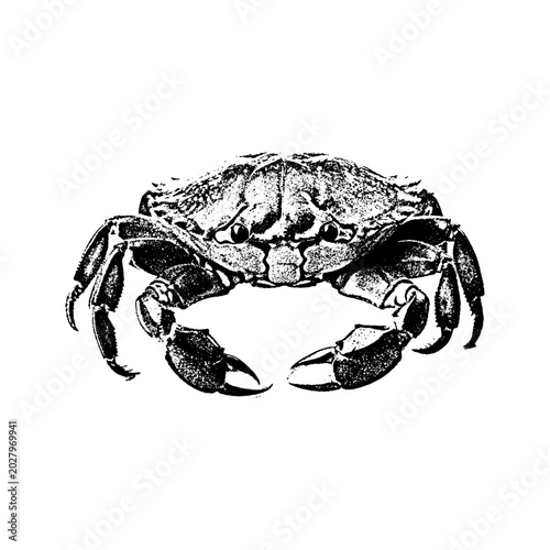 Fotografia Vintage crab illustration with crustacean wildlife creature pinchers exoskeleton