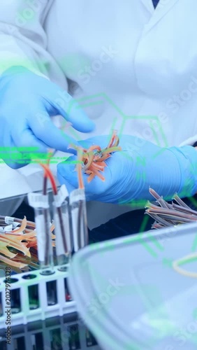 Vertical video: Gloved hands lifting orange clips, sorting and placing into rack preparing samples
