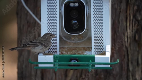 bird in the feeder
