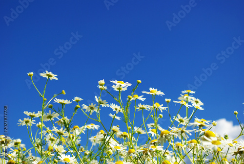 Photos Close up of beautiful white camomile flower swaying in summer
