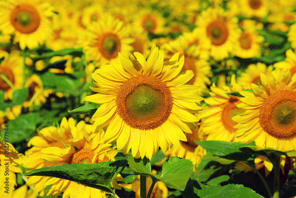 Fototapeta premium Sunflower field. Sunflowers on blurred sunny background