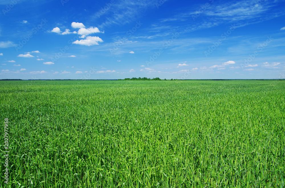 Fototapeta premium Green field and blue sky. Meadow landscape. Nature background