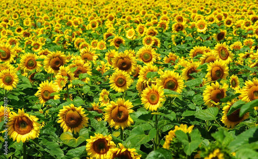 Fototapeta premium Sunflower field. Sunflowers on blurred sunny background