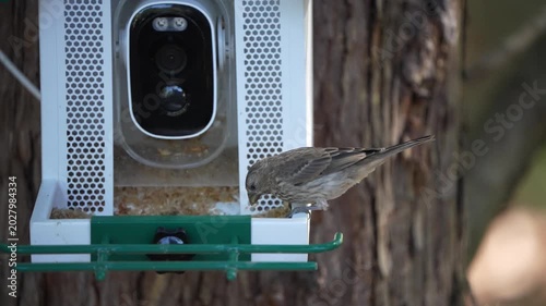 bird on feeder