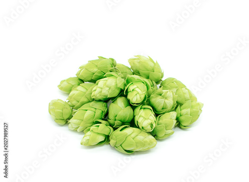 Hop cones isolated on white background. Beer brewery concept.