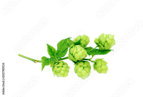 Hop cones isolated on white background. Beer brewery concept.