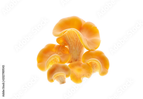 Chanterelle mushrooms isolated on white background