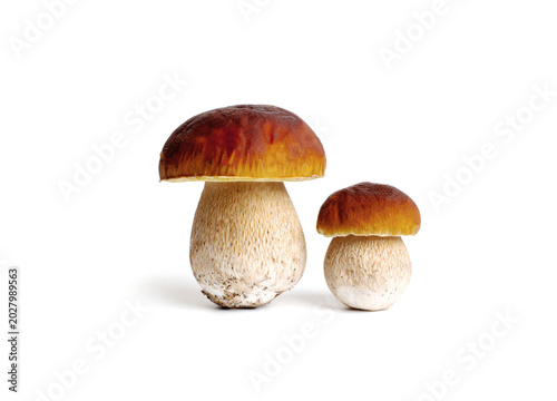 Porcini mushrooms on white background.