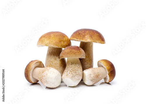 Porcini mushrooms on white background.