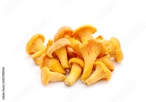 Chanterelle mushrooms isolated on white background