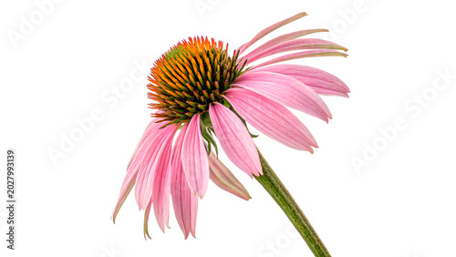 Fotografie A beautiful blooming purple echinacea coneflower blossom showing soft detailed p