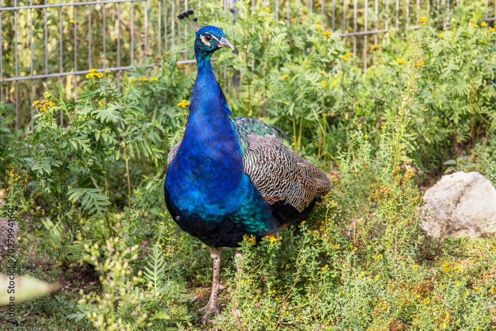 Obraz premium Beautiful Peacock Standing in Green Garden