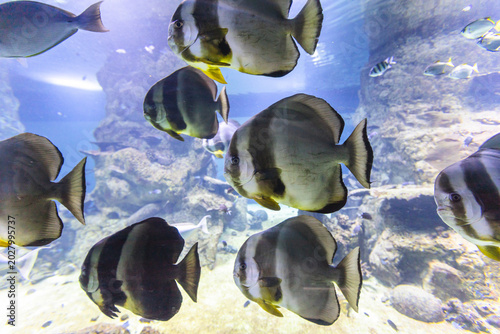 Cuadro en lienzo Wide angle shot of a school of orbicular batfish swimming together in large aquarium tank