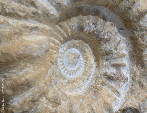 Ancient Ammonite Fossil Shell Geological Spiral