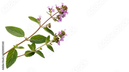 Принти на полотні A branch of fresh green organic peppermint spearmint herbs blooming with purple